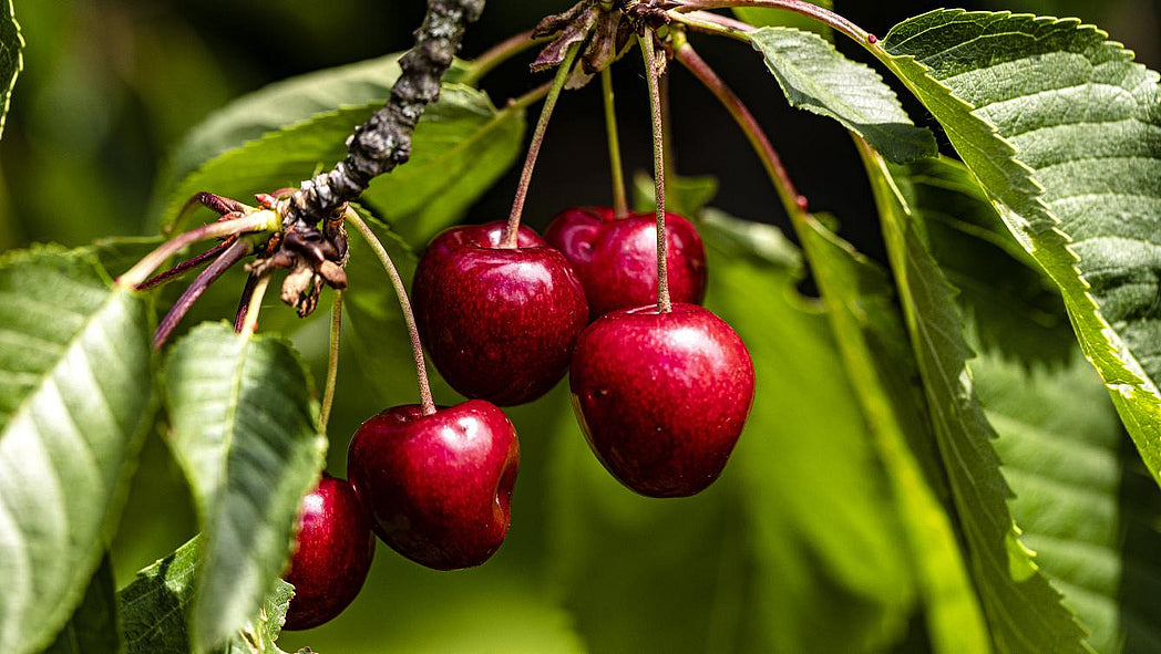Lush Cherry Fragrance World