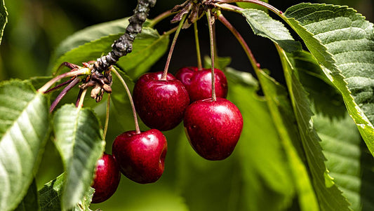 Lush Cherry Fragrance World